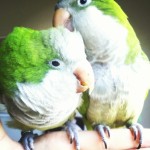 Petrie and Kiwi!